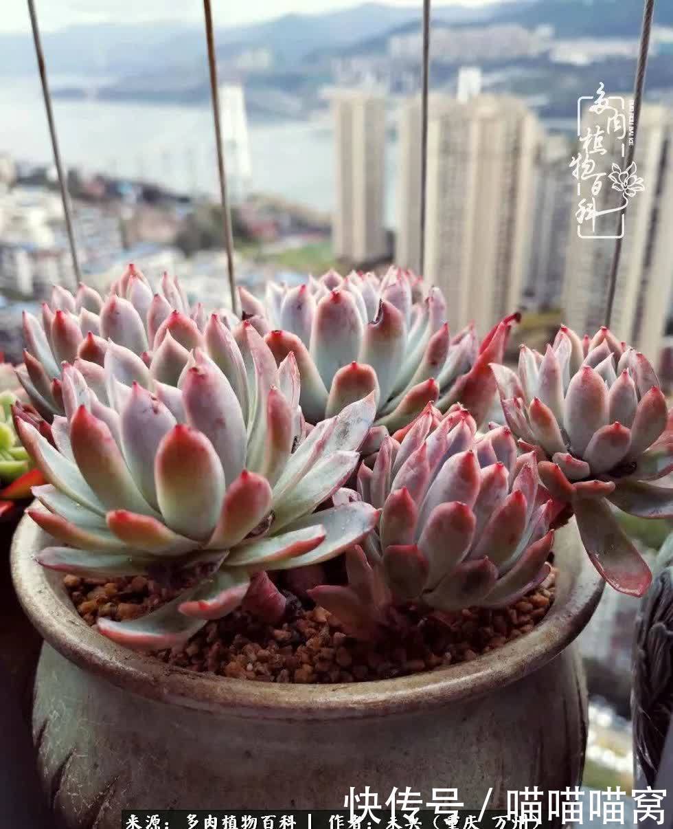 养肉多年,从未出坑过!养多肉是我最喜欢最坚持的爱好!