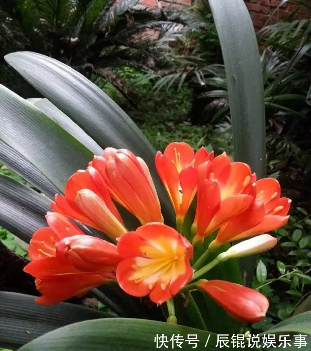 4年不开花的君子兰，没花一分钱，我让它开花了