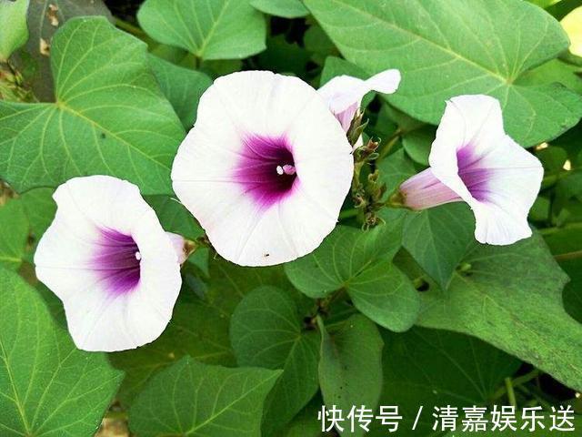 漂亮|厨房吃不完的5种菜，种“花盆里”，变盆景开花美，能吃好几茬