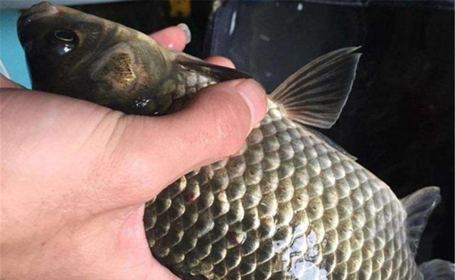 饵料|野生大鲫鱼十分稀有,分享几个“独门绝技”,有大鲫鱼就能钓到