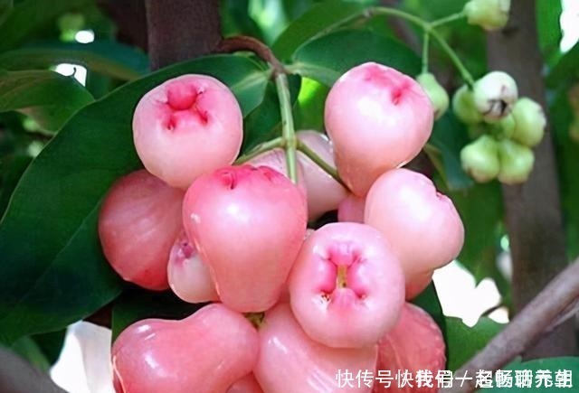 花友|这“三多肉”是普货之王,遇水易长又“耐寒”,冻一冻叶色更鲜艳!