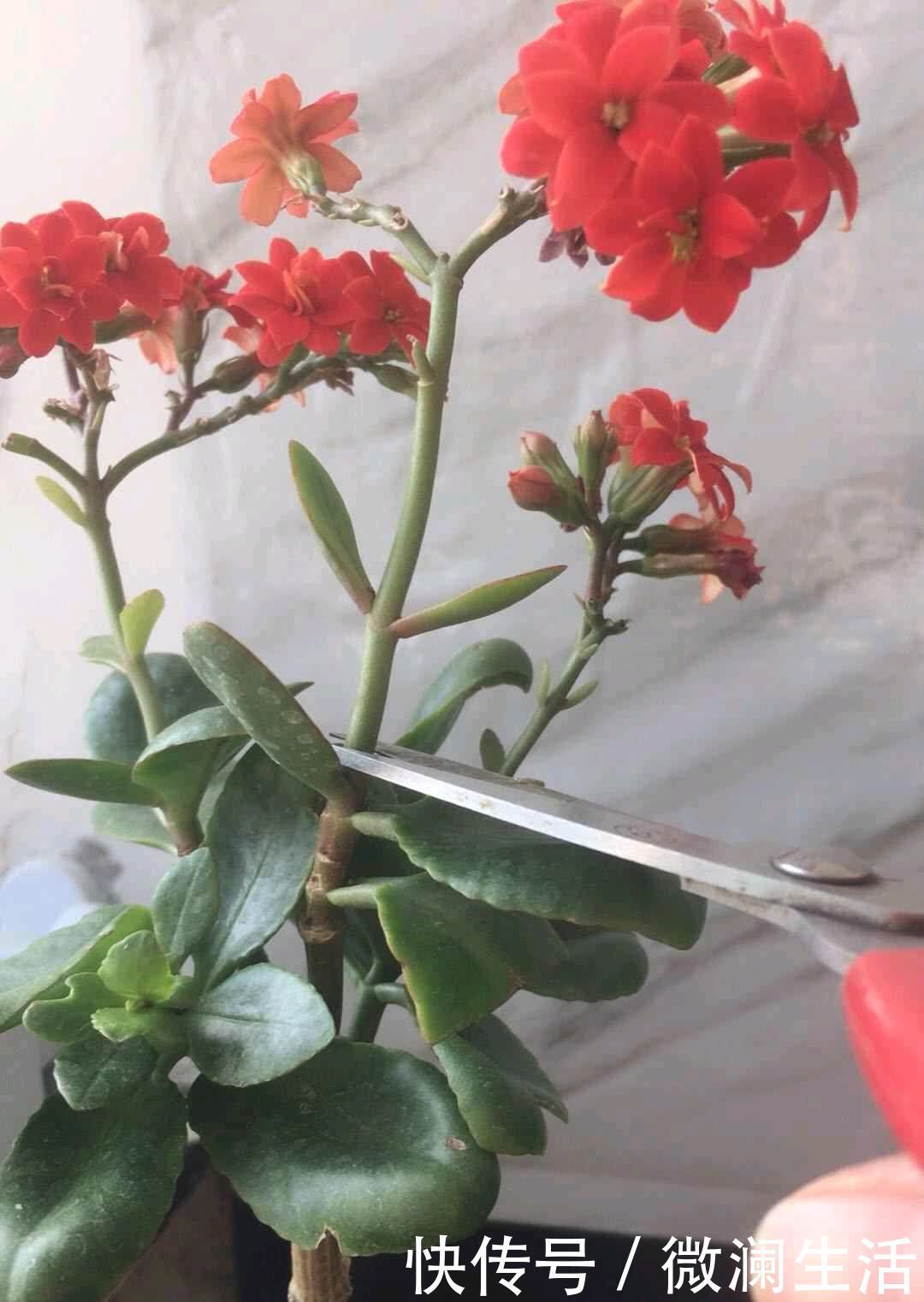 叶片|谁说老桩长寿开花少,看看花友家的巨无霸,三年长成半米花树