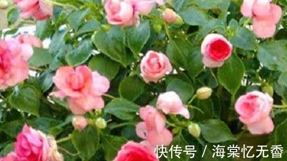 重瓣|3种“仙女花”，瑰丽绚烂花期长，漂亮好养爱开花