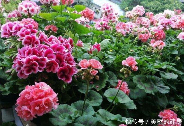 杜鹃花性|聪明人都养4种花，沾土就活，给点阳光就灿烂，开花不断