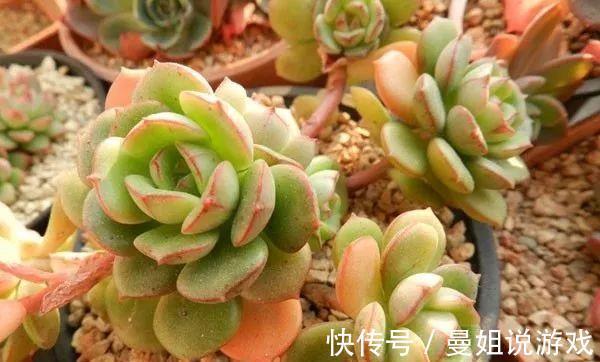 多肉总烂根化水,试试三个小技巧,一个秋天就能爆出一大盆
