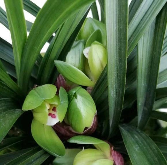 养兰花一年365天不偷懒，天天有花开，开到你不想要