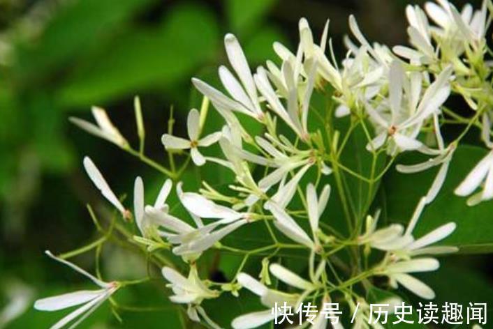 5种花再喜欢也别养在家里,对我们的健康不利,你家养了几种?