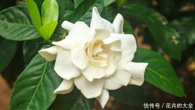  白兰花|不适合室内养的5种花草，入手要谨慎，没有露养条件白花钱