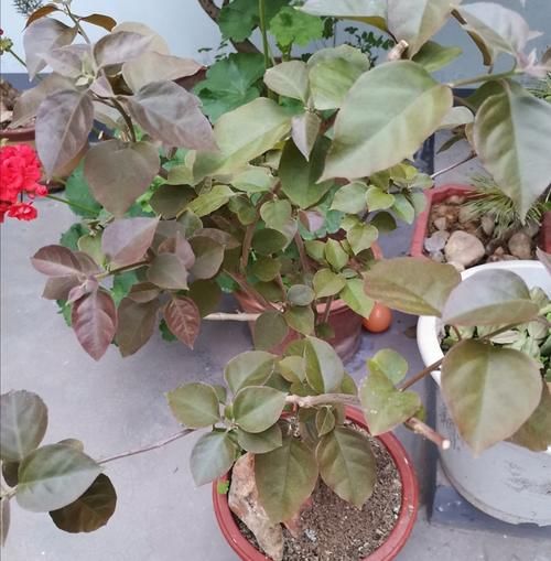 三角梅不开花怎么办？学会3个促花“技巧”，花芽长满枝