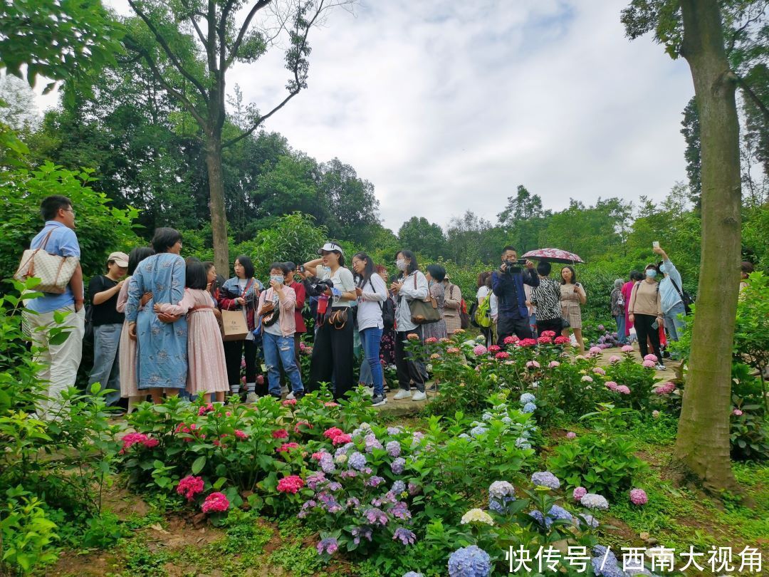 花友会|百颗毳毬谁织就，几枝琼萼露和圆 成都植物园“绣球花花”花友会与园艺爱好者浪漫相约