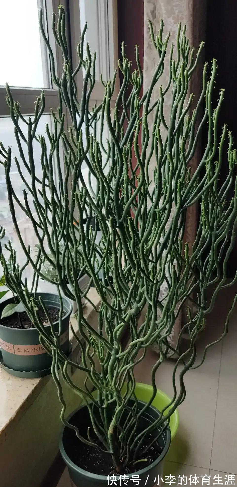 8种“小毒花”,叶子毒性大,家里若养着,光看别动它