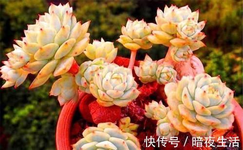 胖乎乎|家里养多肉，给它喂勺神仙水，越长越旺盛，侧芽长不停！