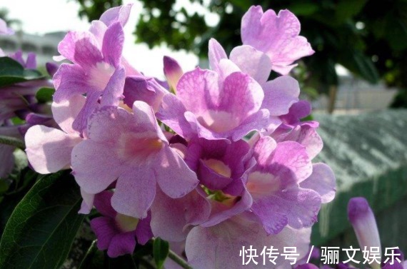 香藤|庭院种上爬藤植物，个个花开美艳动人，一条藤上千朵花，幽香四溢