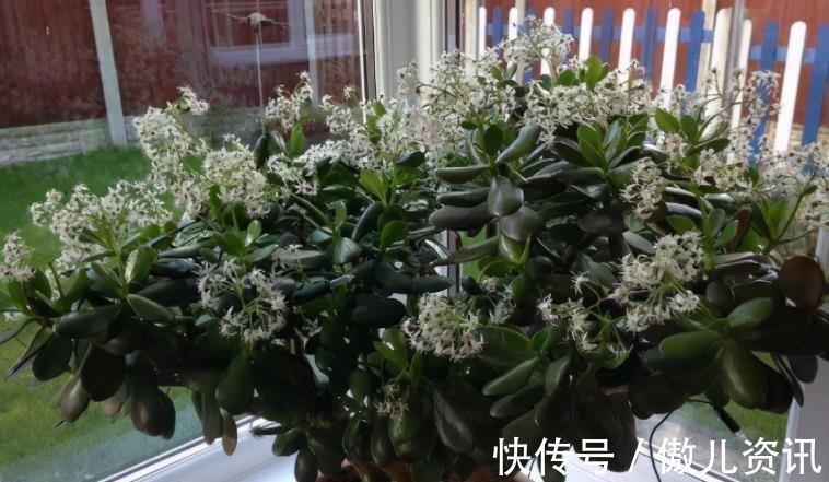 喜欢老桩盆景,该怎么拥有?老花匠:将新苗养成老桩才是最佳选择