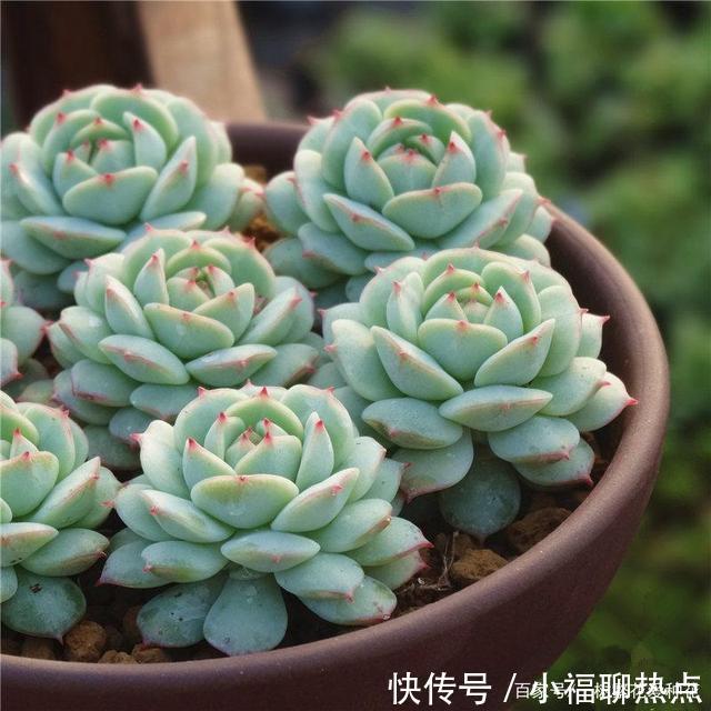这10种多肉不太好养，爱黑腐、化水，养起来没有成就感