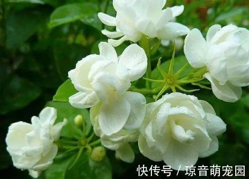 茶花|聪明人都养4种花，花大服盆快，沾点水就疯长，开花勤还爱爆盆