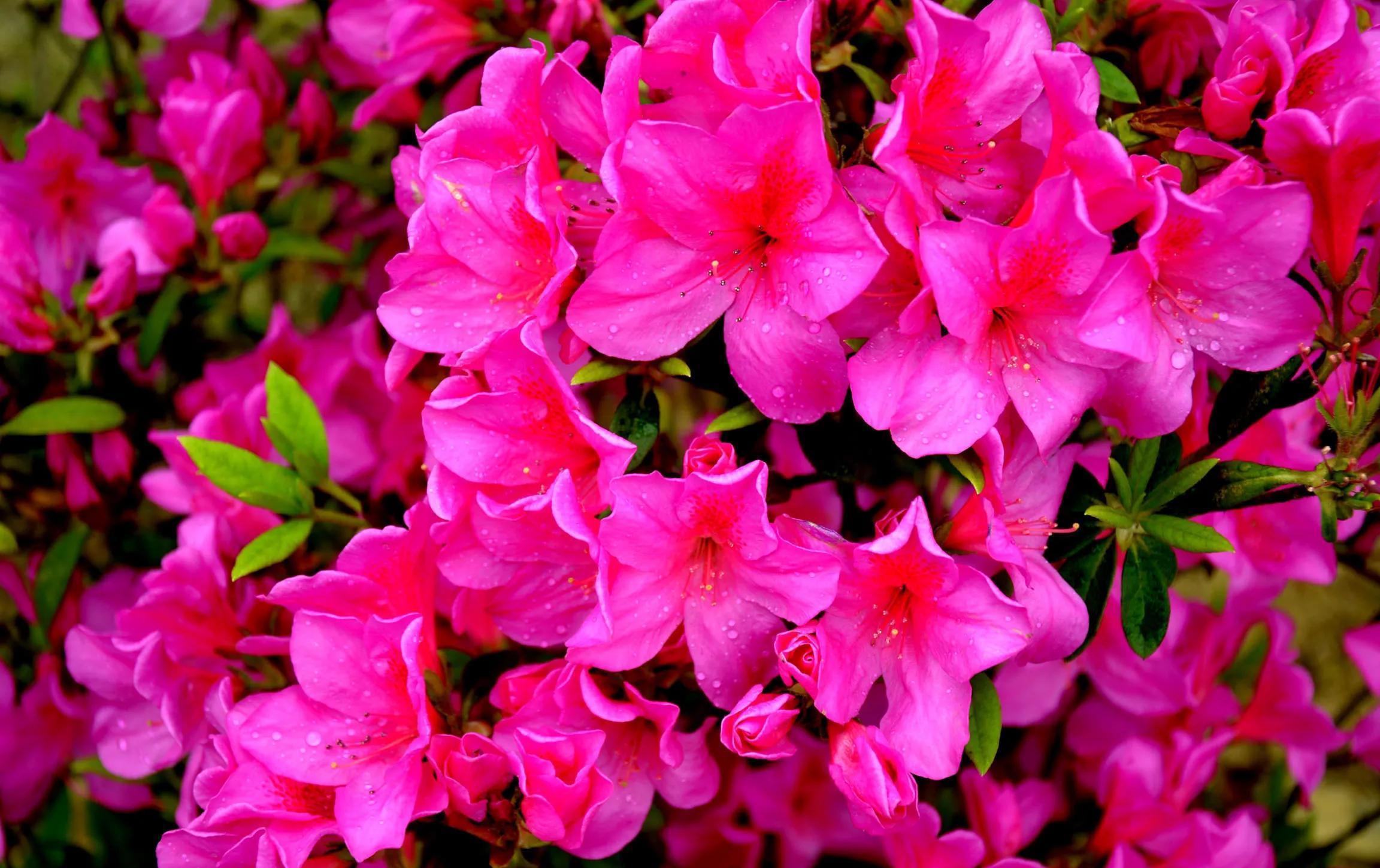 枝条|杜鹃花花后难养护,不用愁,几点建议送给你