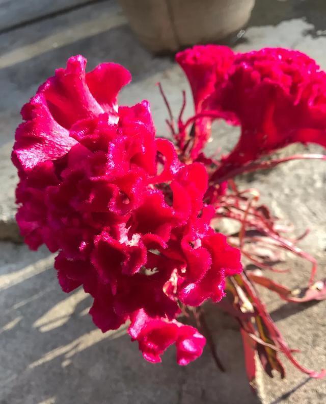 朱顶红|真正的花坚强,墙缝、地缝都能长,开花特别旺!