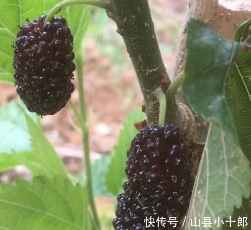 ?|教给你怎样分清这两种植物！你们小时候有没有认错过？