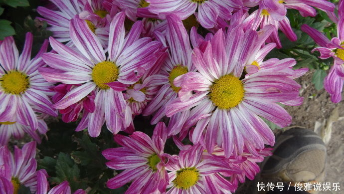 喜欢菊花,首选“欧洲小米菊”色彩糖果,似黄色糖粒,色彩斑斓