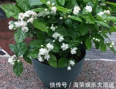 王阿姨这么养茉莉花，花更美，味更香，邻居纷纷来取经！