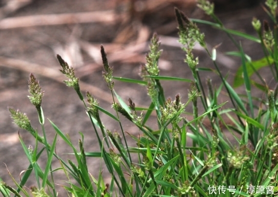 价值|农村常见的一种野草,不仅繁殖能力很强,价值也是很高