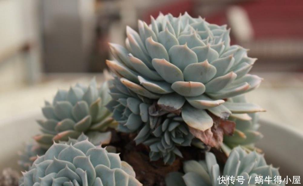 光照|5月,养多肉先检查一遍,看看它们有没有这些症状,休眠了?