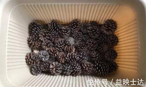 往花盆底垫它们，松果壳、树皮，不只为了透气排水