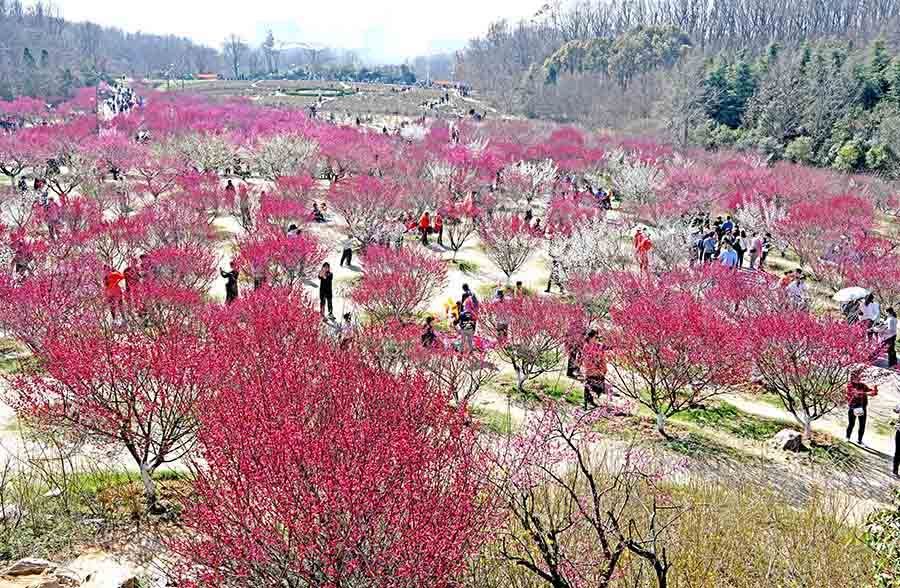 安徽淮南：梅园花闹春光好