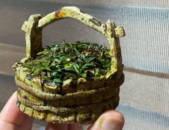 山野草，也高雅！