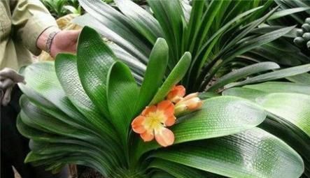 君子兰|自家的君子兰总是软趴趴?那是养错了,及时改正叶片如利剑