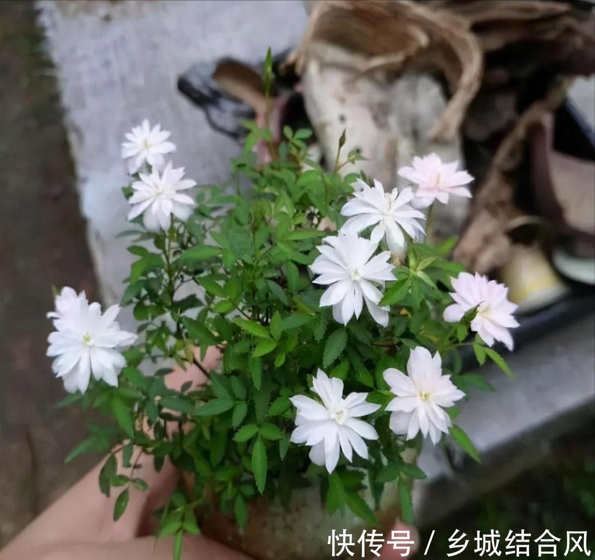 栀子花|6种“小盆景”，越小越值钱，客厅养一盆，能香上几十年