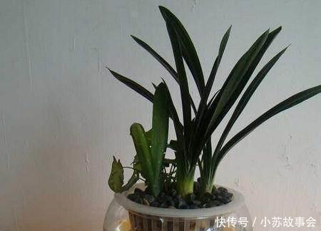 水培|君子兰别用土培了,烂根太严重,就用它养,再也不烂根!