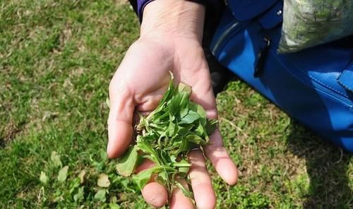 这4种野菜都有毒，挖野菜和春游时切记要避开，千万不要误食