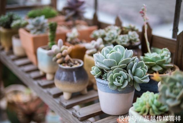 颜值|新手小白不要慌,这几款多肉好看好养又不贵