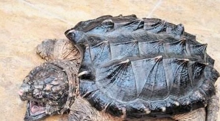 旋龟@《山海经》并非是虚构?看看这些物种,其实他们真实存在