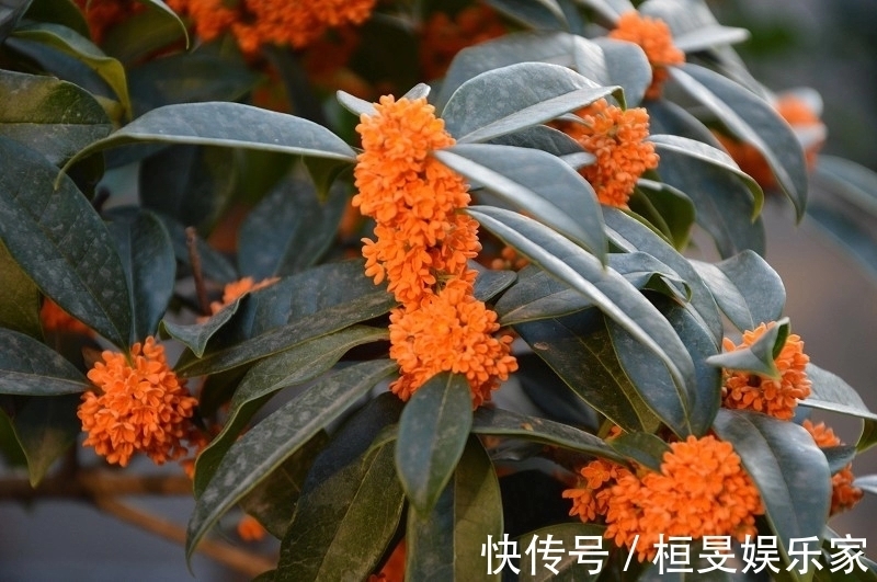 桂花的叶芽和花芽长啥样,养好几年的桂花不开花怎么办只需2点