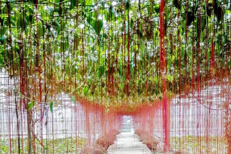 人养花,花也养人,4种花养家里,专吸甲醛、二手烟,快养起来吧