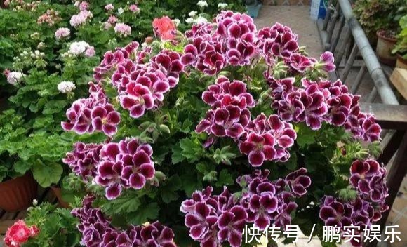 养护|养花技巧粗生粗养也能四季开花!少养1种都觉得亏了