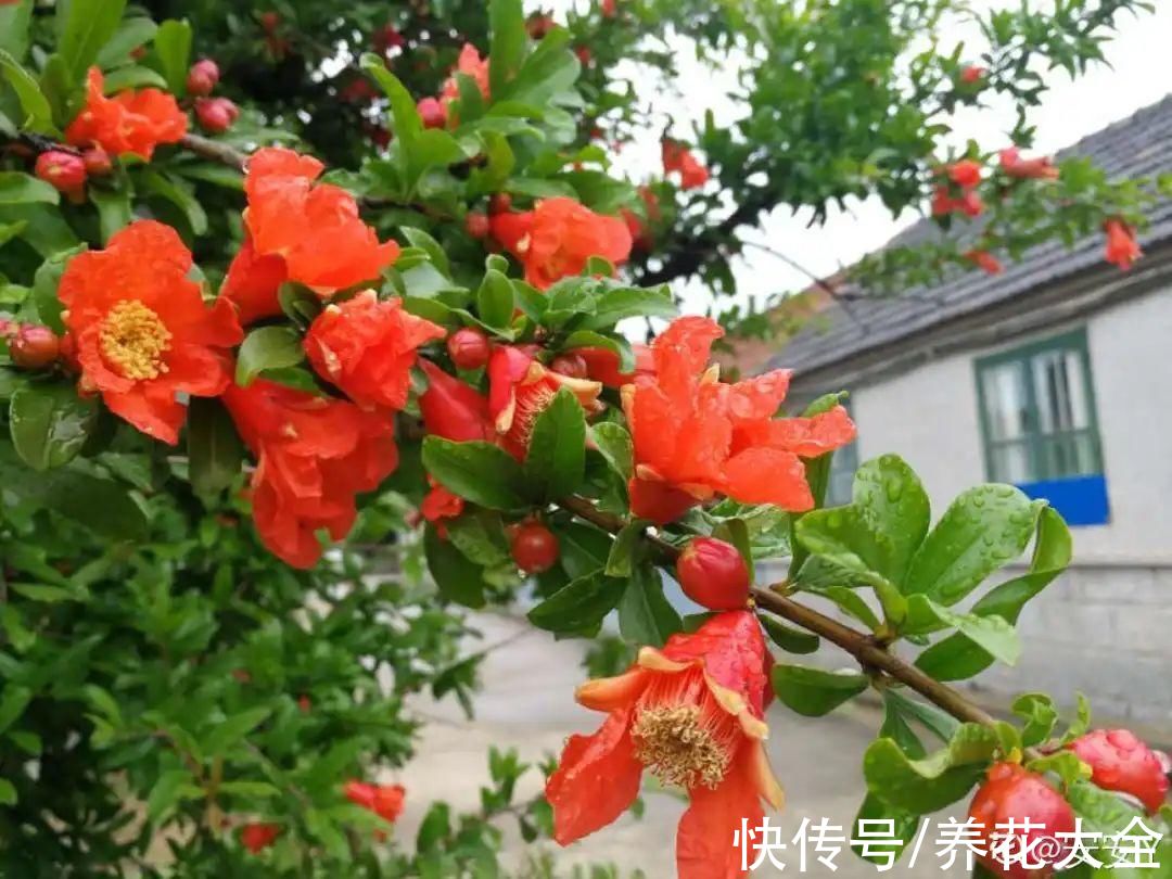 10种花不怕冷，先别搬进屋，放外面冻一冻，开花更旺