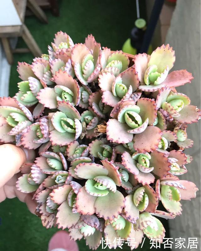 叶片|养花技巧：折腾不死的25种花，咋养都爆盆，懒人最适合