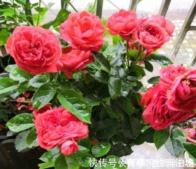 迷人|阳台再小也必须养的4种花，一年开花300天，层层交叠，烂漫迷人眼