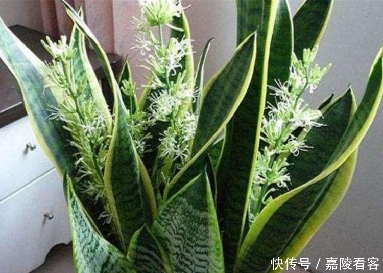 此花超漂亮,沾土就活,家里养一盆,招财又纳福!