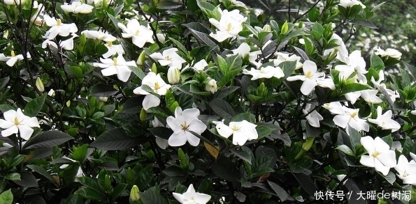 保健|农村这些集营养、保健、医疗于一体的天然野菜，你认识几个呢？