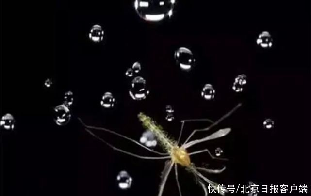 知识|长知识!蚊虫叮咬指数是如何预测得到的?