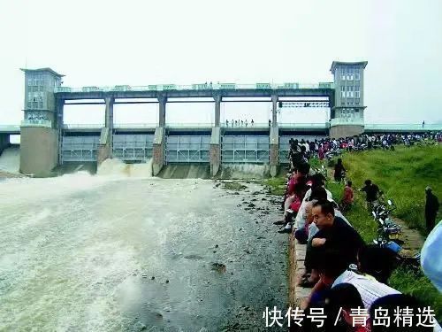 崂山水库开闸放水！一米长的大花鲢随处可见