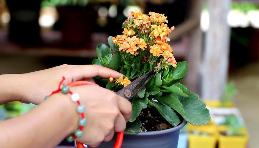 长寿花出现3个“症状”,赶紧拿起剪刀,因为修剪才能“保命”