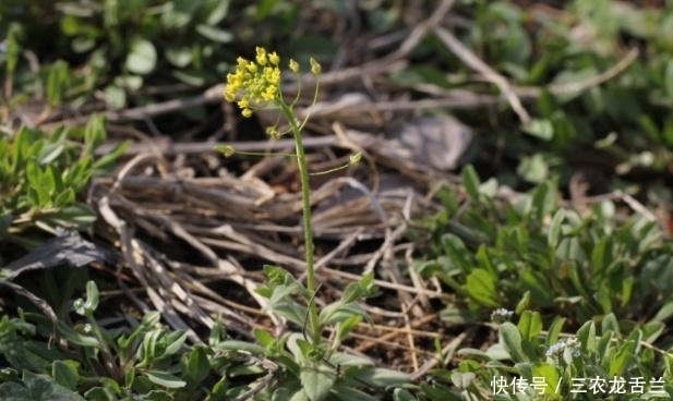 杂草|田边的野草，称为“尿溜溜”，过去以为是杂草，其实比农作物珍贵