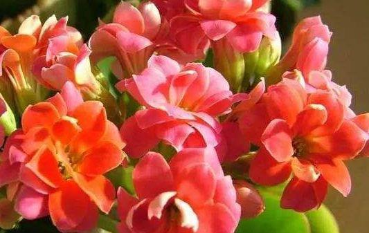 蟹爪兰|几款花卉养在家里,小巧玲珑,长得可爱,胖乎乎颜值超高的