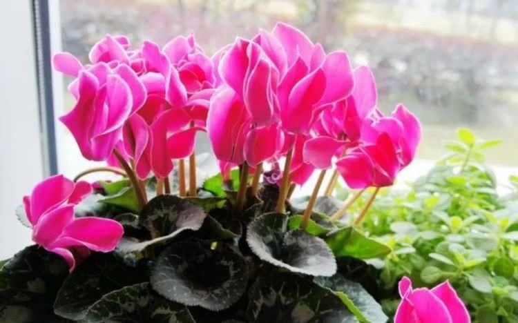 4种花 漂亮又好养 四季花开不断 花量大不操心 越养越喜欢 粉紫色 4种花 漂亮又好养 四季花开不断 花量大不操心 越养越喜欢 粉紫色